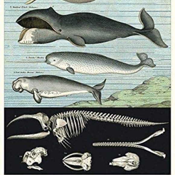 🐋 Cavallini & Co. Whales Vintage Image Chart Poster - NWT - Picture 5 of 8